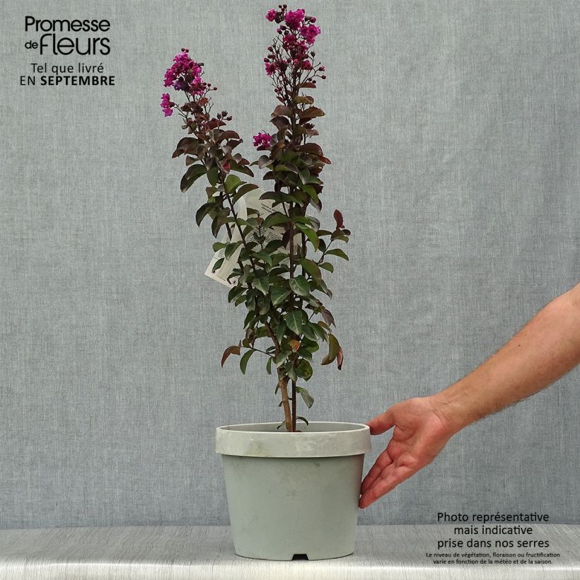 Exemplaar van Lagerstroemia indica Rhapsody In Blue - Indische sering Pot van 7,5 l/10 l, Struik zoals geleverd in de herfst
