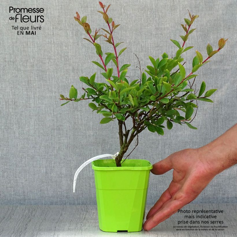 Exemplaar van Lagerstroemia indica Virgin With Love - Indische sering Pot van 3 l/4 l zoals geleverd in de lente