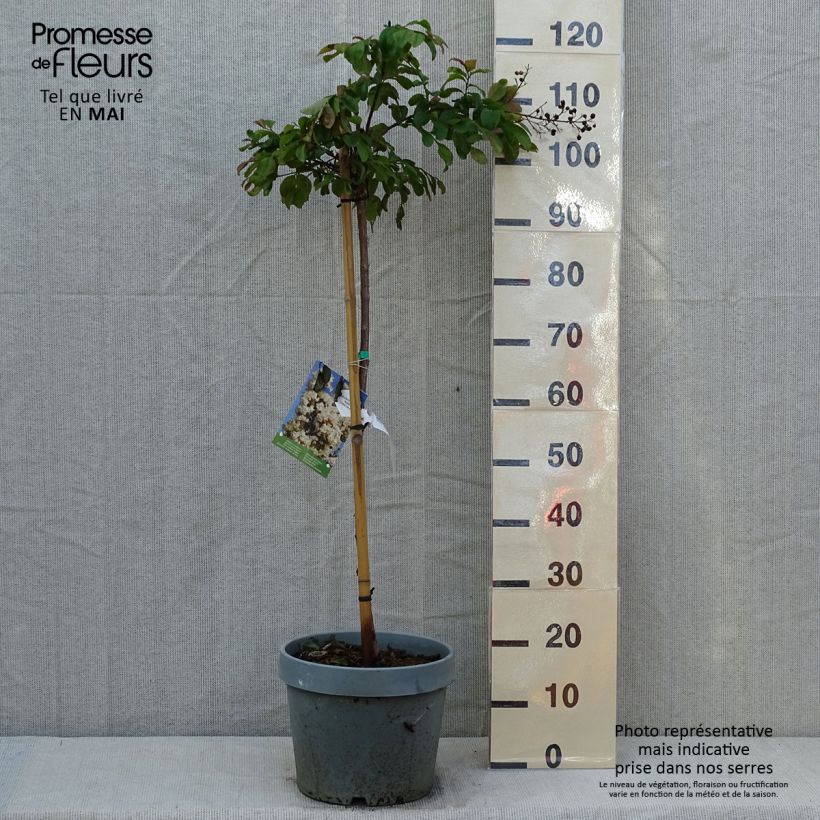 Exemplaar van Lagerstroemia indica White Chocolate - Indische sering Pot van 7,5 l/10 l zoals geleverd in de lente