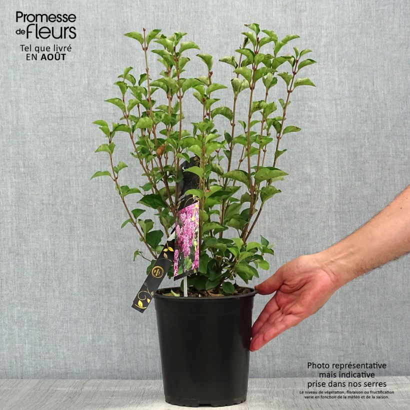 Exemplaar van Syringa meyeri Flowerfesta Pink - Dwergsering Pot van 3 l/4 l zoals geleverd in de zomer