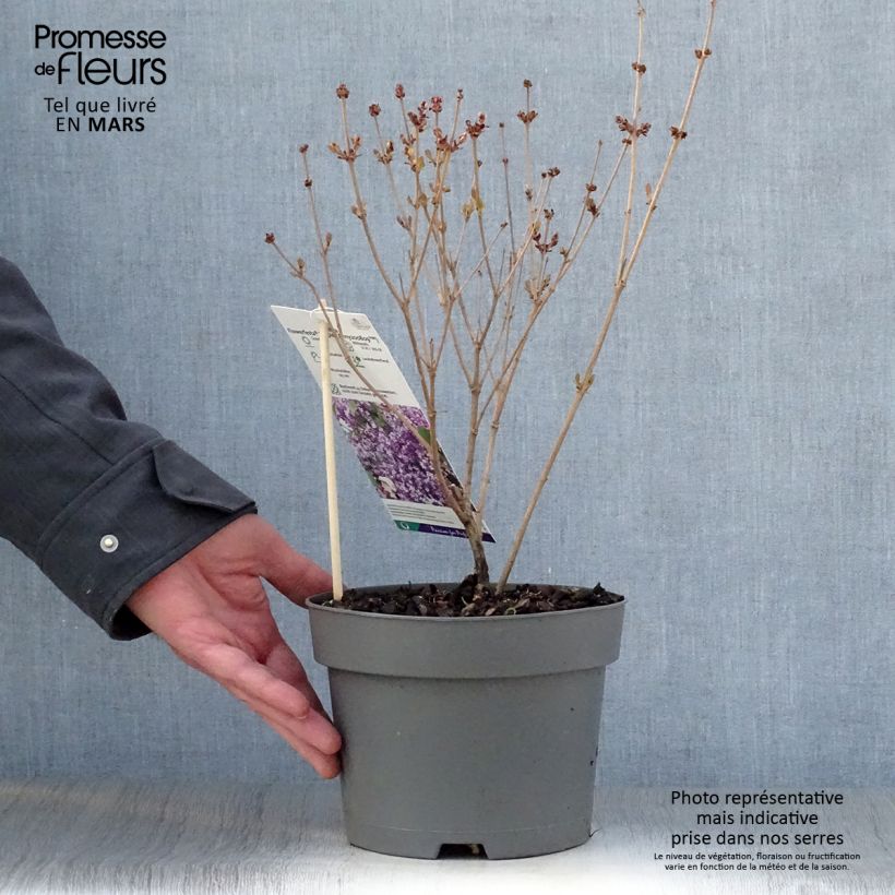 Exemplaar van Syringa meyeri Flowerfesta Purple - Dwergsering Pot van 3 l/4 l zoals geleverd in de lente