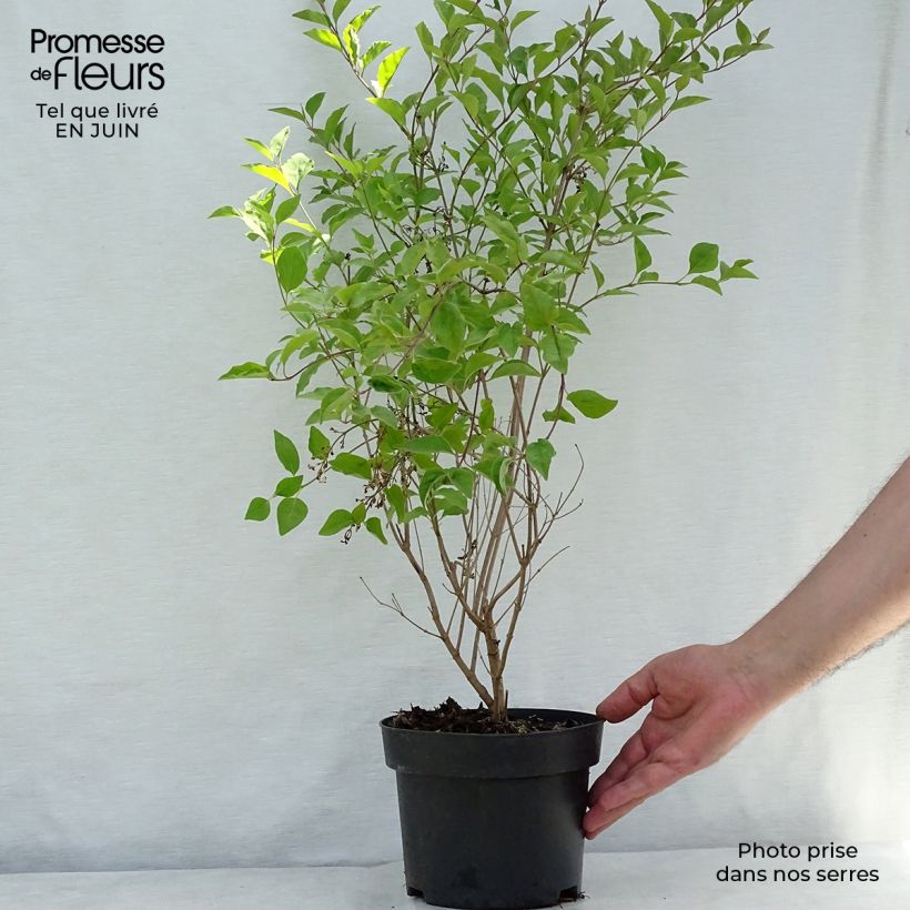 Exemplaar van Syringa meyeri Flowerfesta Wit - Dwergsering Pot van 3 l/4 l zoals geleverd in de zomer