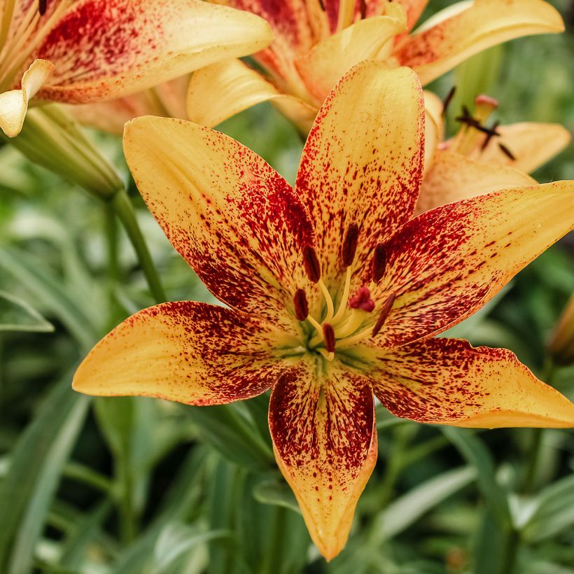 Lis asiatique Tribal Dance (Bloei)