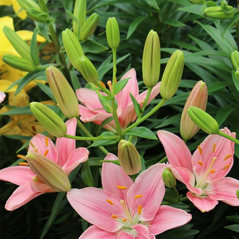 Lilium Foxtrot - Aziatische lelie (Bloei)