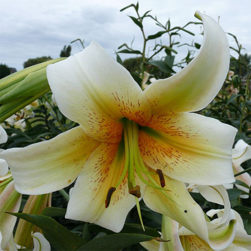 Lilium Mister Cas - Aziatische Lelie (Bloei)