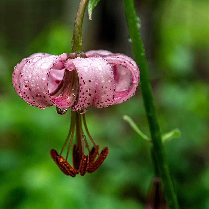 Lilium martagon - Turkse lelie (Bloei)