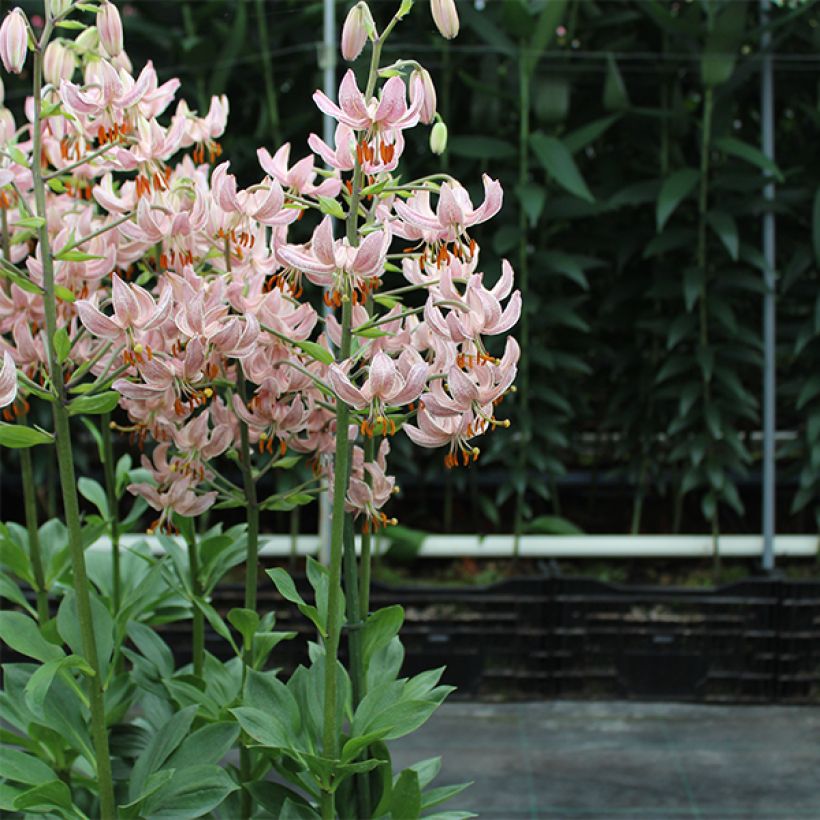 Lilium martagon Pink Morning - Turkse lelie (Groeiplaats)