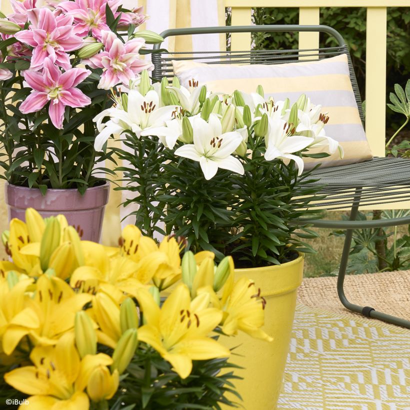Lis asiatique Gwen - Lys nain pour pot (Groeiplaats)
