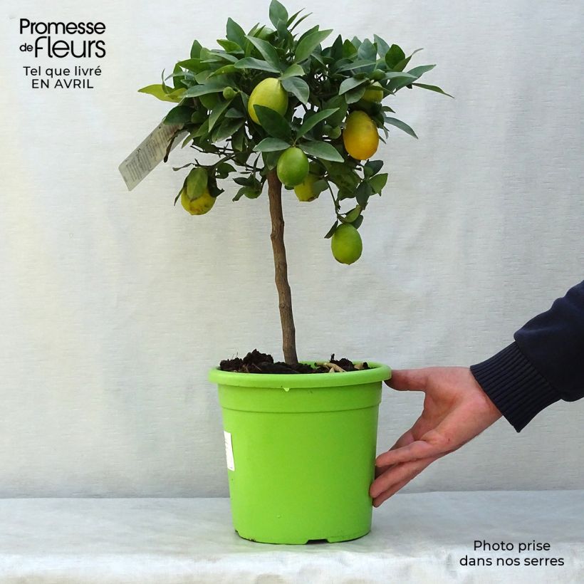 Example of Limequat - Citrus × floridana Pot van 4 l/5 l, Kwartstam as you get in printemps