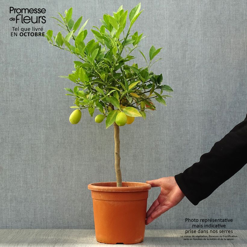 Exemplaar van Limequat - Citrus × floridana Pot van 4 l/5 l, Kwartstam zoals geleverd in de herfst