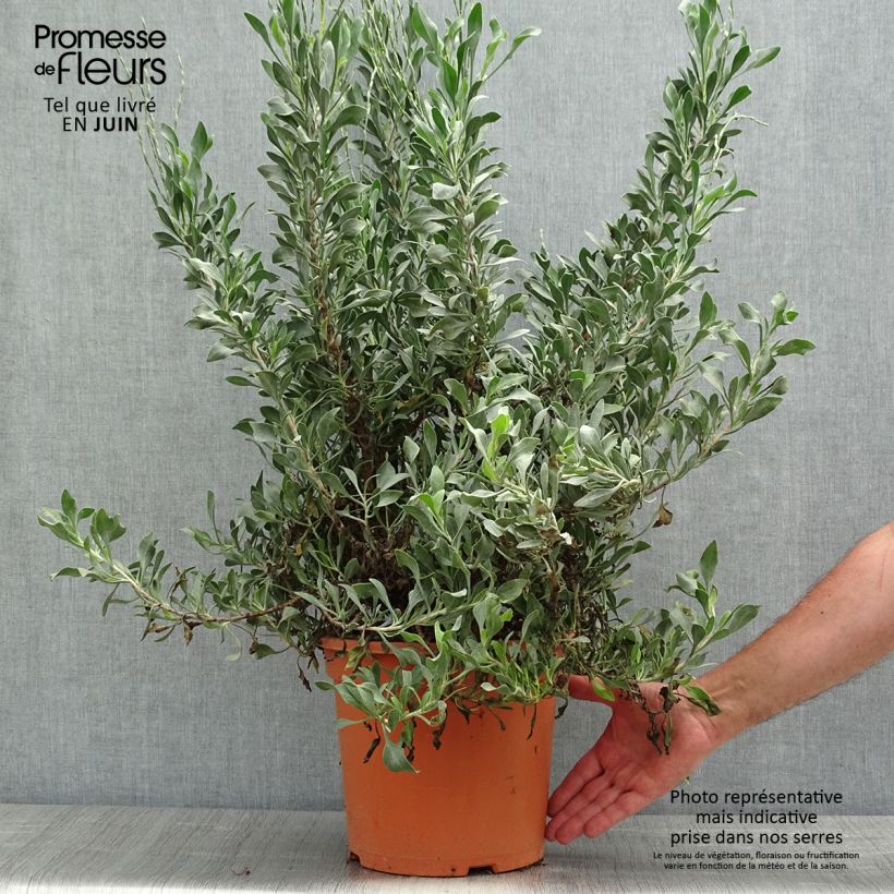 Exemplaar van Limoniastrum monopetalum - Lavendelsteen Pot van 7,5 l/10 l zoals geleverd in de lente