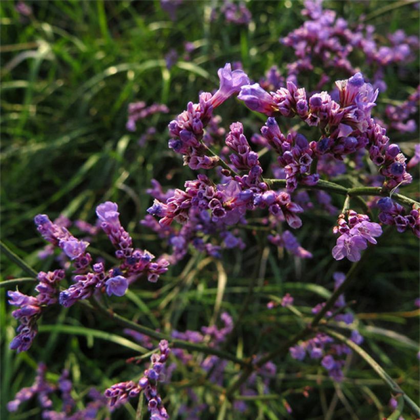 Limonium gmelinii hungaricum - Lamsoor (Bloei)