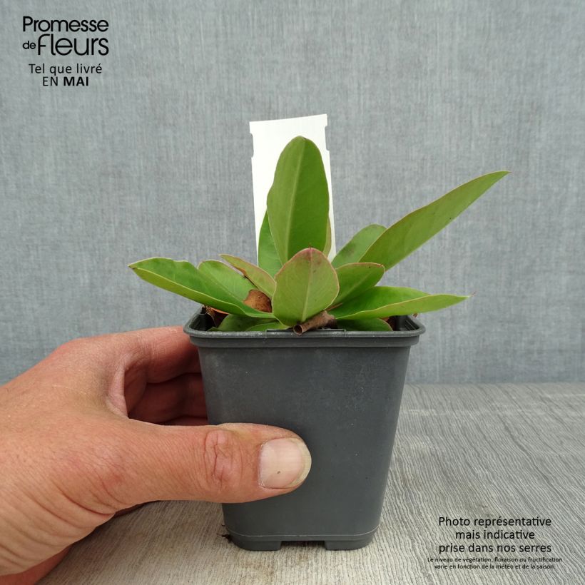 Exemplaar van Limonium gmelinii hungaricum - Lamsoor Kweekpotje van 8/9 cm zoals geleverd in de lente