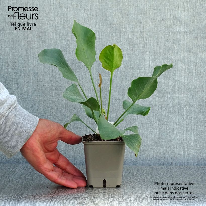 Exemplaar van Limonium perezii - Lamsoor Kweekpotje van 8/9 cm zoals geleverd in de lente