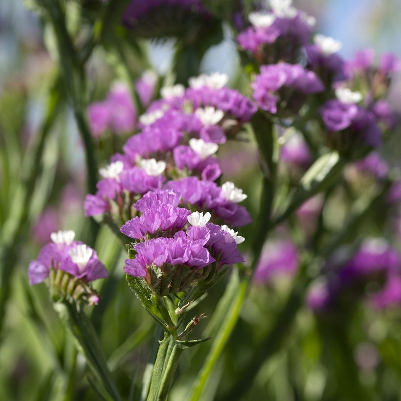Limonium sinuatum Forever Rose (zaad) - Statice (Bloei)