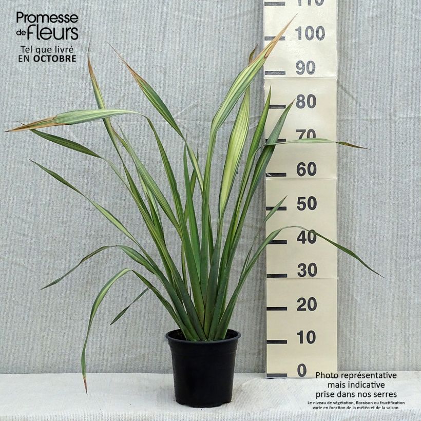 Exemplaar van Phormium Apricot Queen - Nieuw-Zeelands vlas Pot van 3 l/4 l zoals geleverd in de herfst