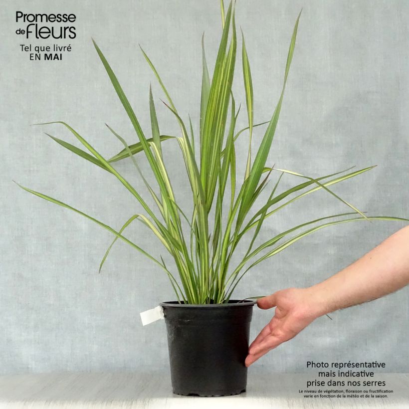 Exemplaar van Phormium Apricot Queen - Nieuw-Zeelands vlas Pot van 3 l/4 l zoals geleverd in de lente