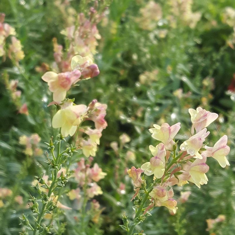 Linaria purpurea Peachy - Vlasleeuwenbek (Bloei)