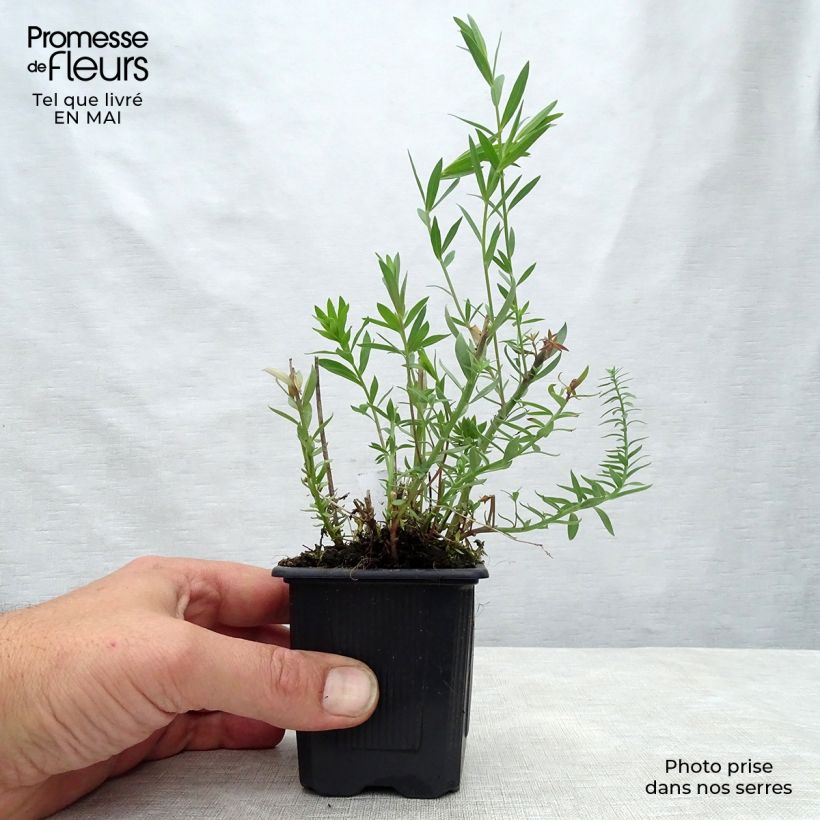 Exemplaar van Linaria purpurea Peachy - Vlasleeuwenbek Kweekpotje van 8/9 cm zoals geleverd in de lente