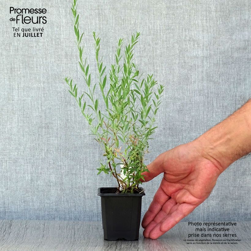 Exemplaar van Linaria purpurea Peachy - Vlasleeuwenbek Kweekpotje van 8/9 cm zoals geleverd in de zomer