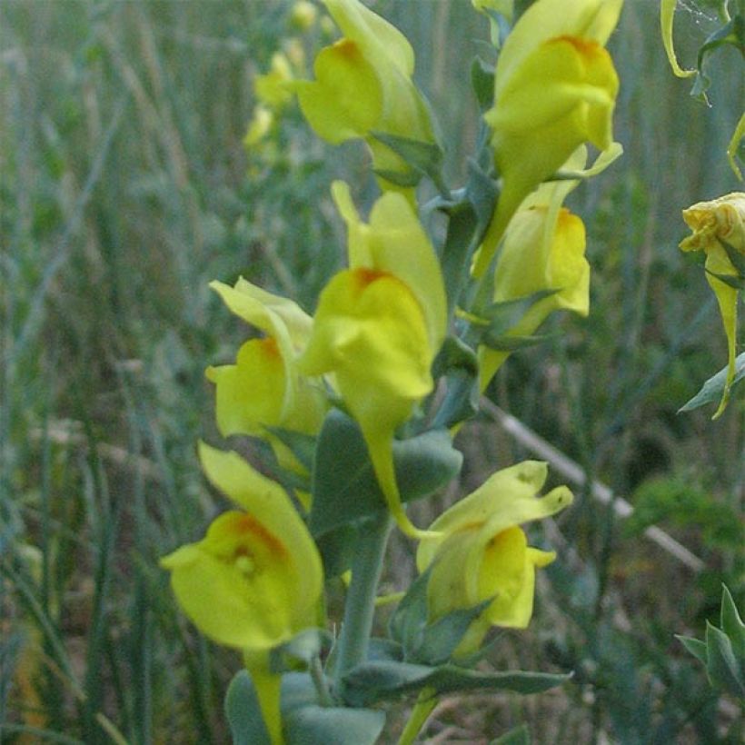 Linaria dalmatica - Vlasleeuwenbek (Bloei)