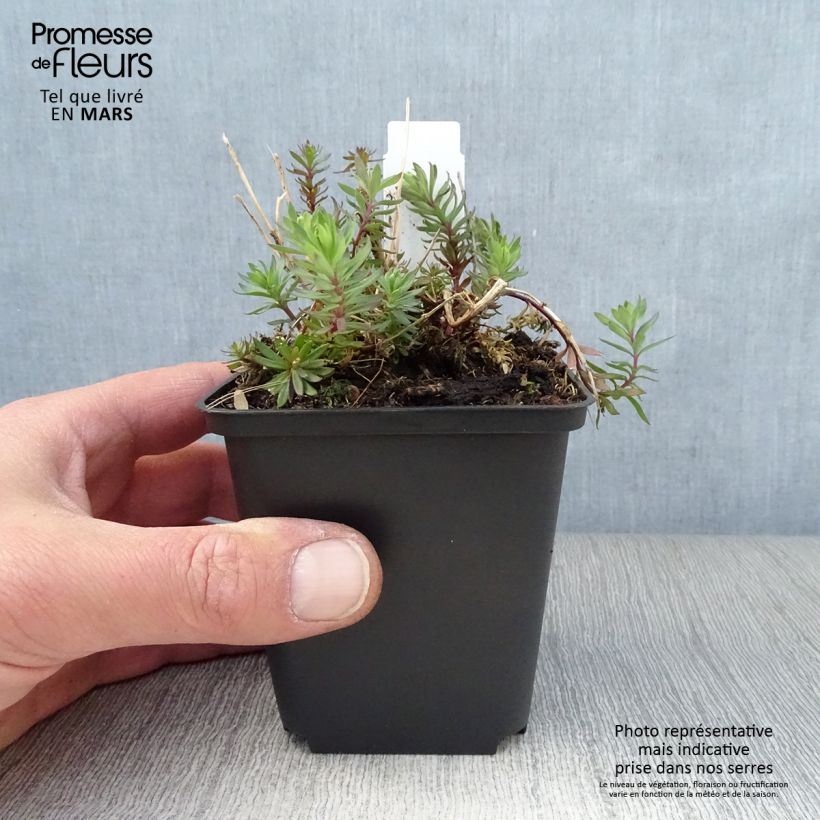 Exemplaar van Linaria purpurea Canon J. Went - Vlasleeuwenbek Kweekpotje van 8/9 cm zoals geleverd in de lente