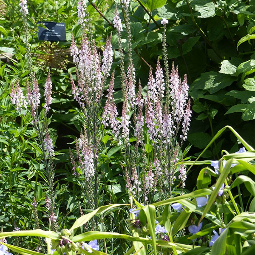 Linaria purpurea Canon J. Went - Vlasleeuwenbek (Groeiplaats)