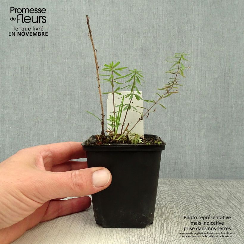 Exemplaar van Linaria purpurea - Vlasleeuwenbek Kweekpotje van 8/9 cm zoals geleverd in de herfst