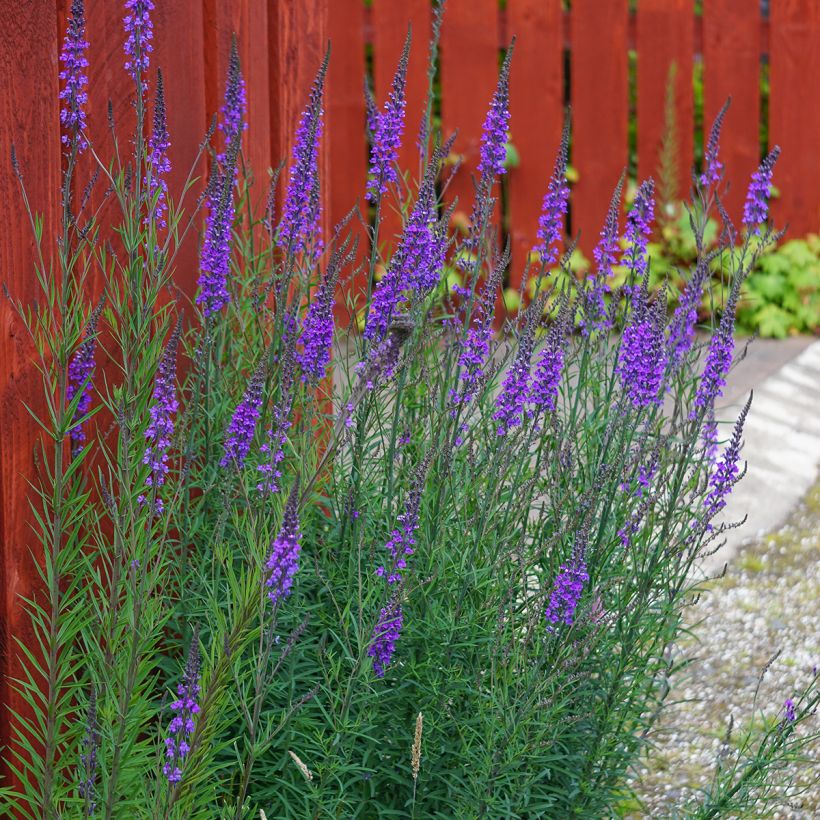 Linaria purpurea - Vlasleeuwenbek (Groeiplaats)