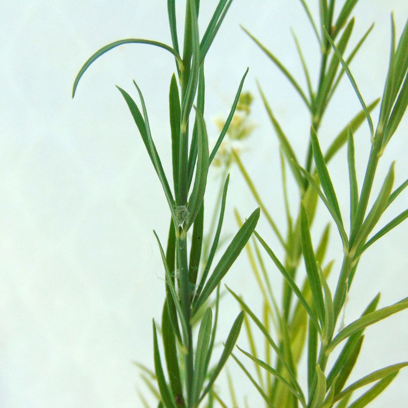 Linaria purpurea Alba - Vlasleeuwenbek (Blad)