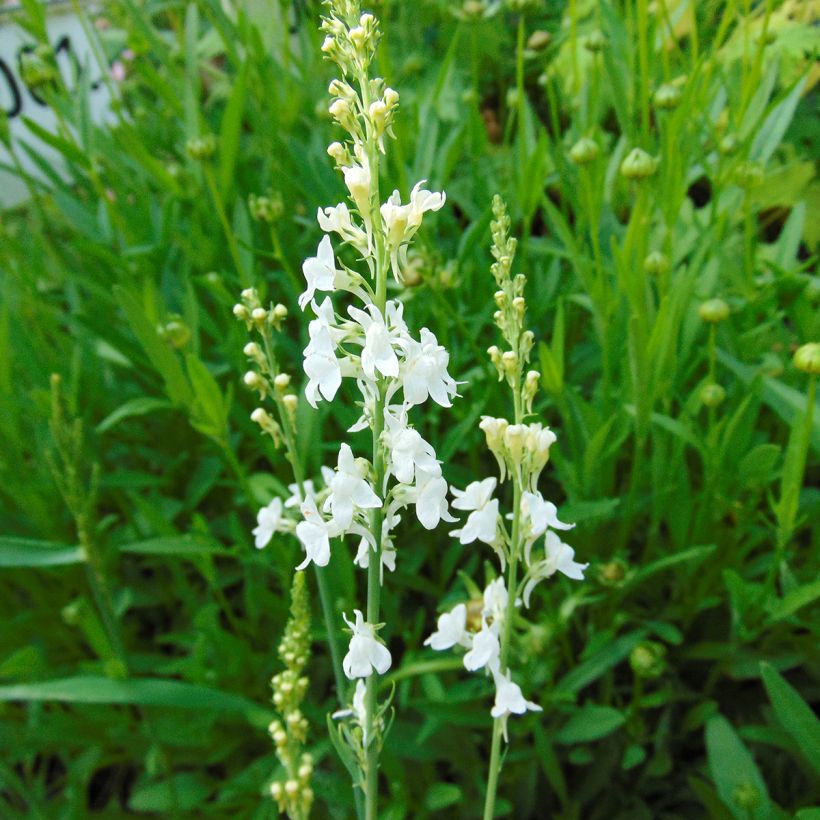 Linaria purpurea Alba - Vlasleeuwenbek (Bloei)