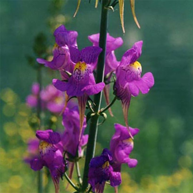 Linaria triornithophora - Drievogel-linaria (Flowering)
