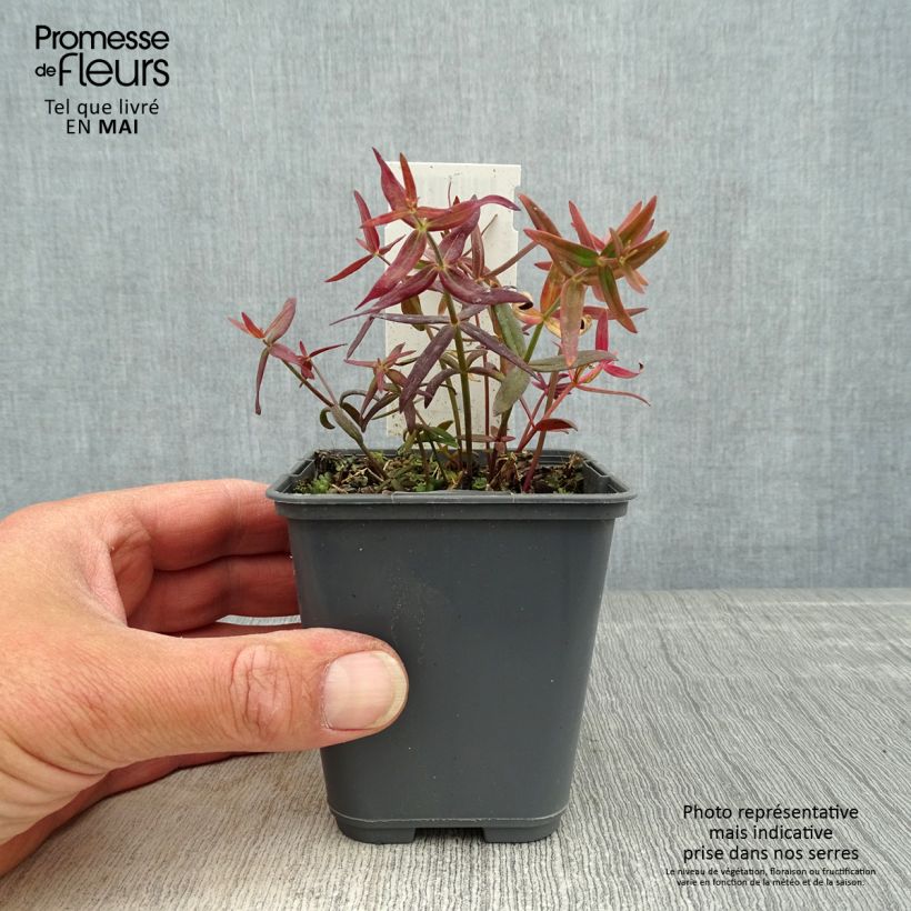 Example of Linaria triornithophora - Drievogel-linaria Kweekpotje van 8/9 cm as you get in printemps