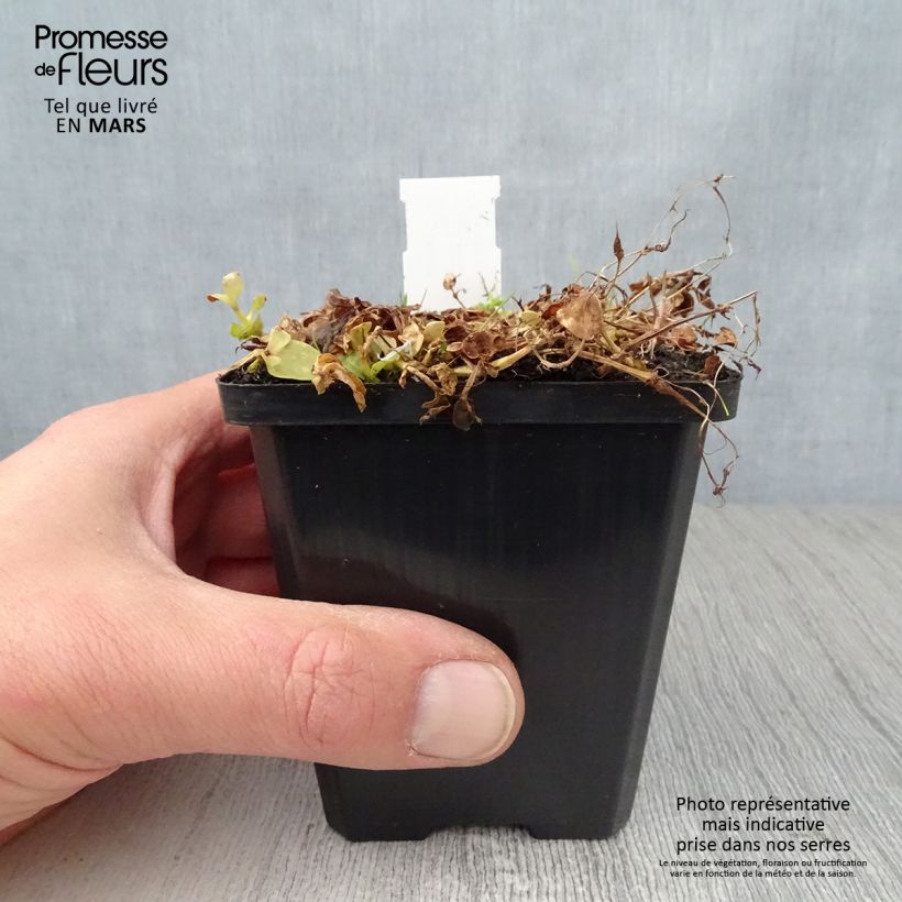 Exemplaar van Lindernia grandiflora - Valse pimpernel Kweekpotje van 8/9 cm zoals geleverd in de lente