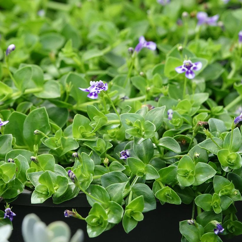 Lindernia grandiflora - Valse pimpernel (Blad)