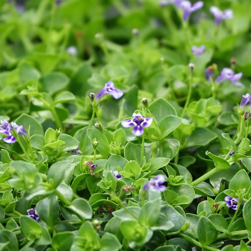 Lindernia grandiflora - Valse pimpernel (Bloei)