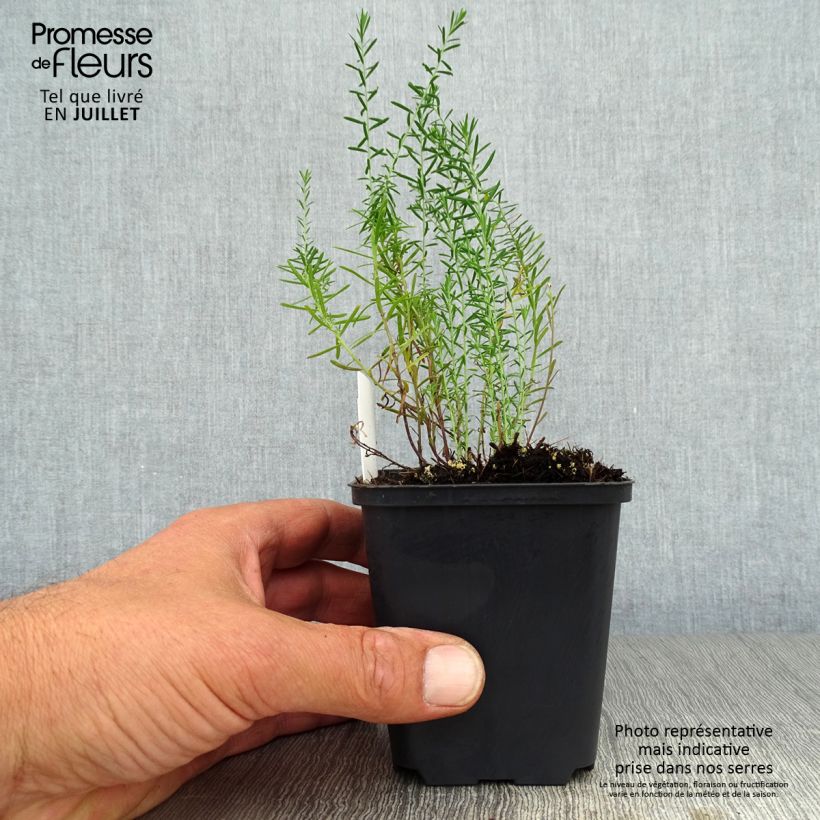 Exemplaar van Linum perenne - Overblijvend vlas Kweekpotje van 7/8 cm zoals geleverd in de zomer