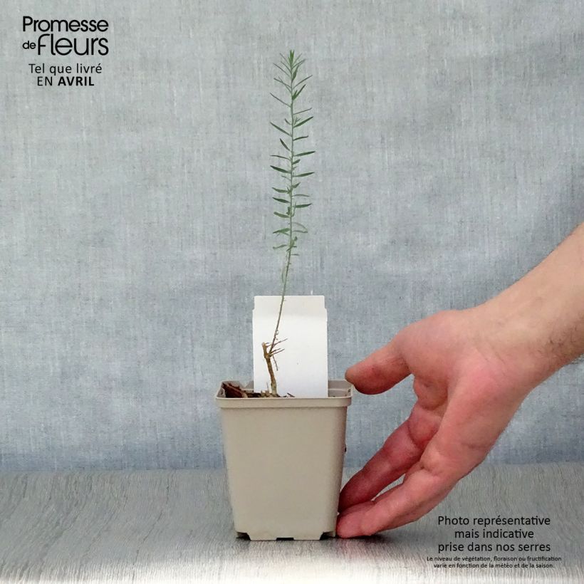 Exemplaar van Linum perenne - Overblijvend vlas Kweekpotje van 7/8 cm zoals geleverd in de lente