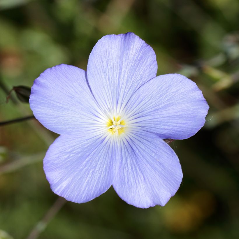 Linum perenne Saphir - Overblijvend vlas (Bloei)