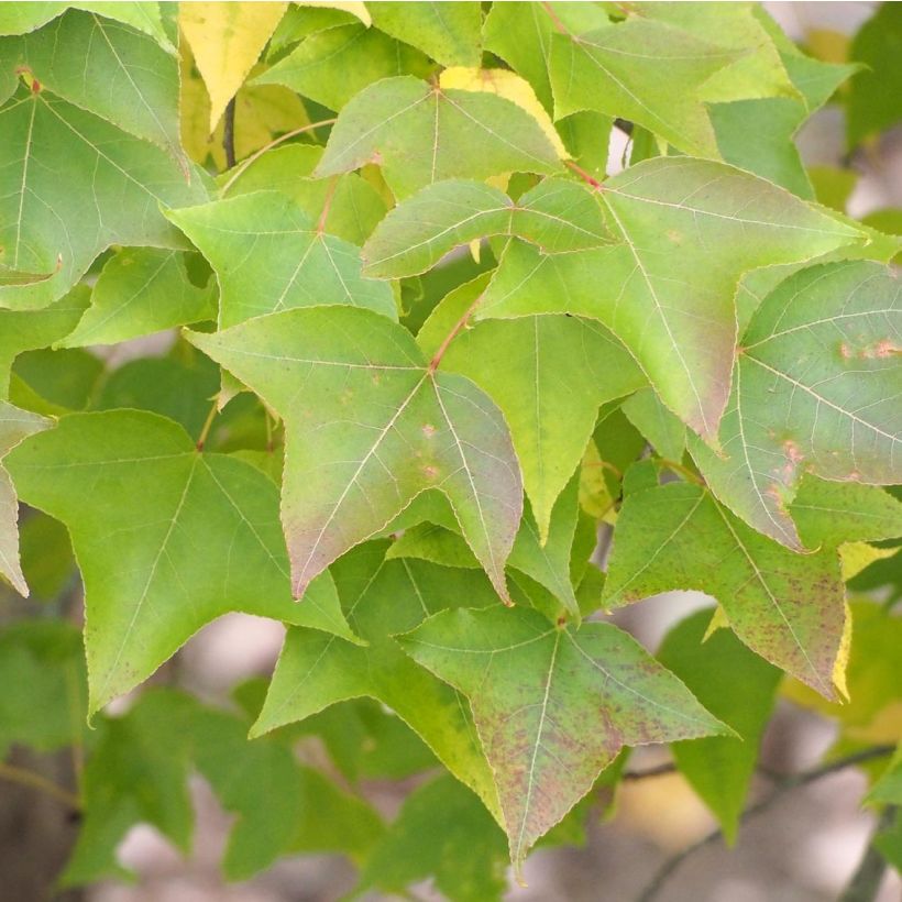 Liquidambar formosana - Chinese amberboom (Foliage)