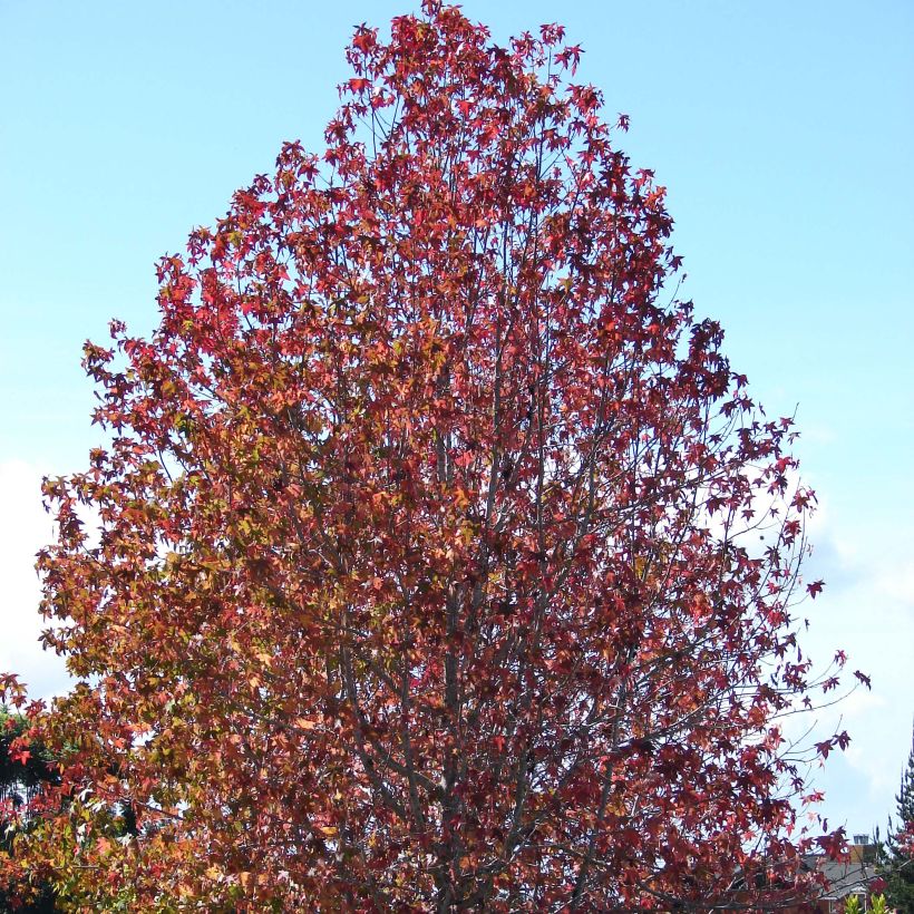 Liquidambar styraciflua - Amberboom (Plant habit)