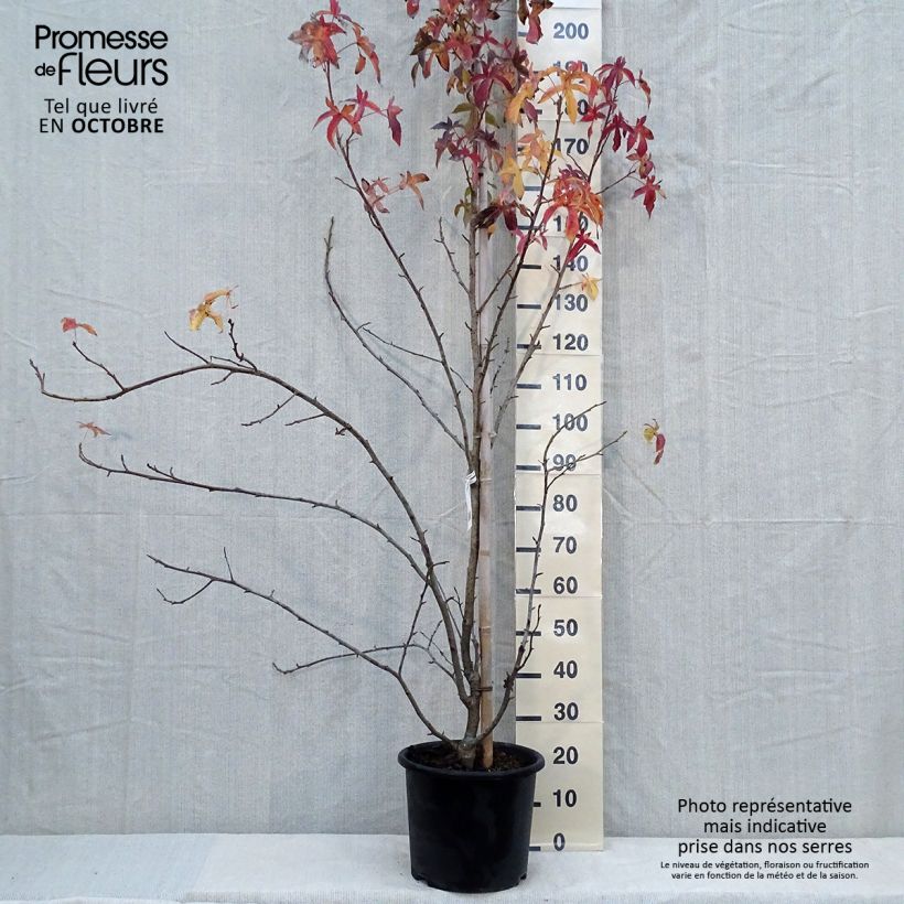 Exemplaar van Liquidambar styraciflua Aurea - Amberboom Pot van 12 l/15 l, Kroonhoogte zoals geleverd in de herfst