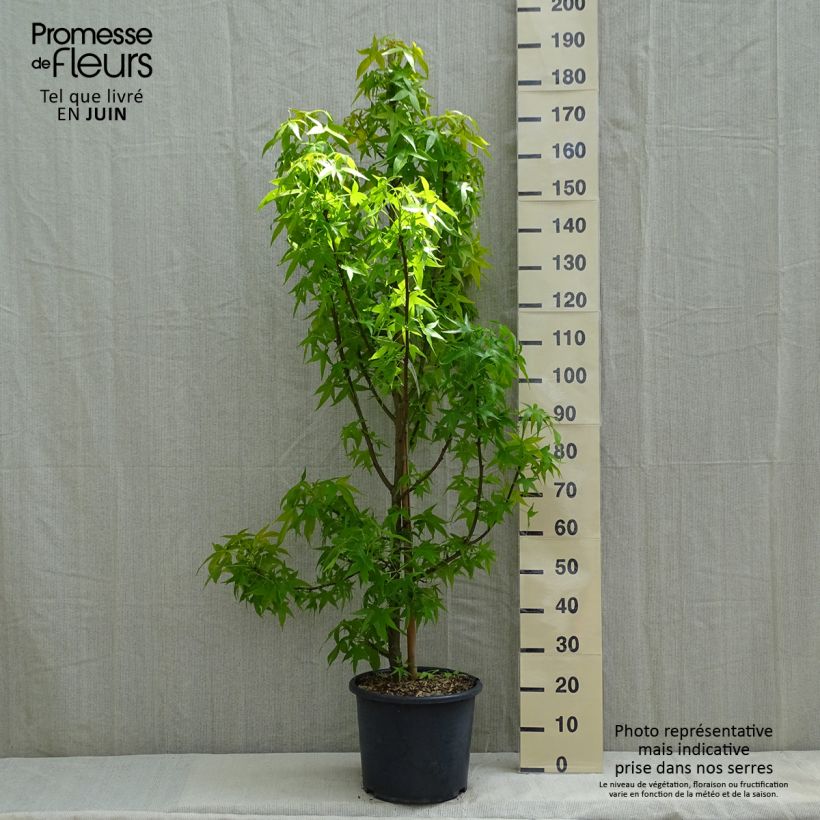 Example of Liquidambar styraciflua Aurea - Amberboom Pot van 12 l/15 l, Kroonhoogte as you get in printemps