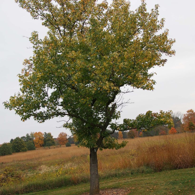 Liquidambar styraciflua Aurea - Amberboom (Plant habit)