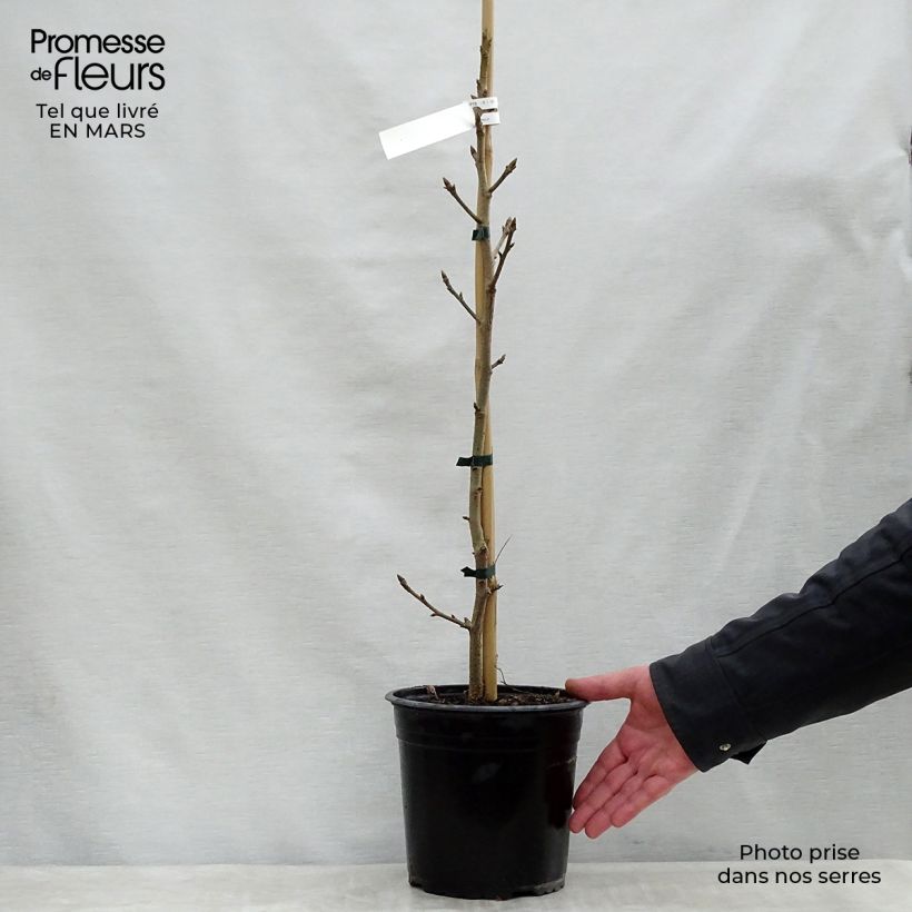 Example of Liquidambar styraciflua Aurea - Amberboom Pot van 4 l/5 l as you get in printemps