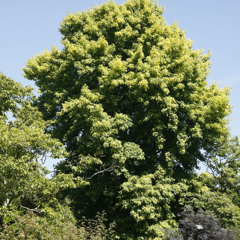 Liquidambar styraciflua Aurora - Amberboom (Groeiplaats)