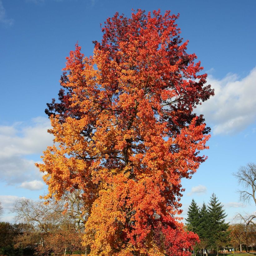 Liquidambar styraciflua Golden Sun - Amberboom (Groeiplaats)