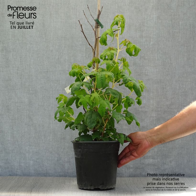 Exemplaar van Liquidambar styraciflua Golden Sun - Amberboom Pot van 4 l/5 l zoals geleverd in de zomer