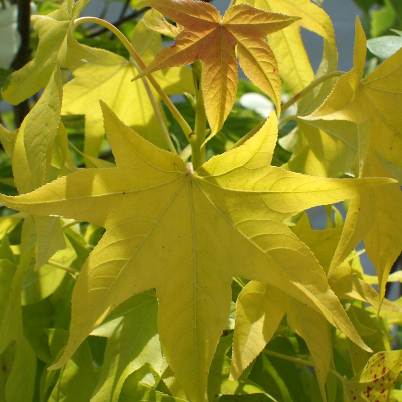 Liquidambar styraciflua Naree - Amberboom (Foliage)