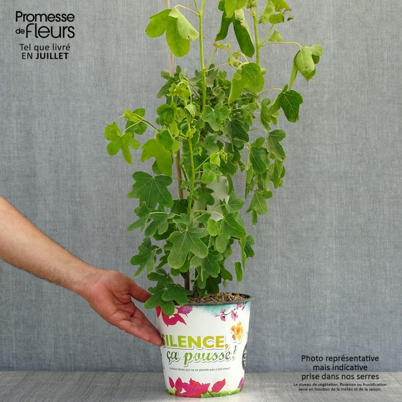 Exemplaar van Liquidambar styraciflua Rotundiloba - Amberboom Pot van 4 l/5 l zoals geleverd in de zomer